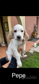 Cuccioli di SETTER INGLESE