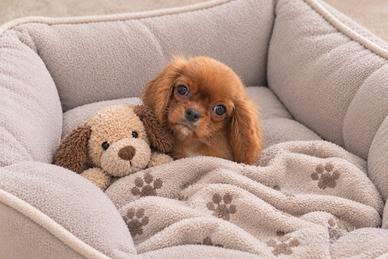 Cavalier King Charles Spaniel Ruby Taglia piccola
