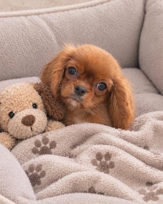 Cavalier King Charles Spaniel Ruby Taglia piccola