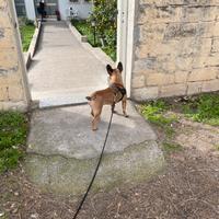 Bulldog francese di 3 anni