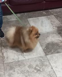 Spitz maschio