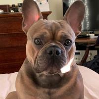 Monta Bulldog Francese Esotico