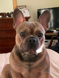 Monta Bulldog Francese Esotico