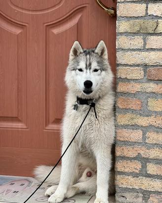 Siberian Husky
