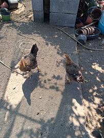 Galline campagnole