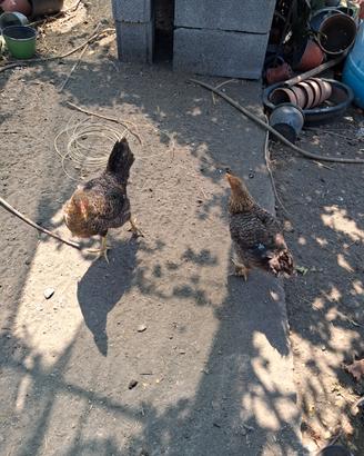 Galline campagnole