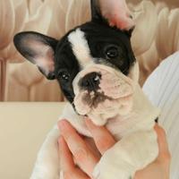 BULLDOG FRANCESE - FRENCH BOULEDOGUE pag rate