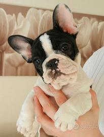 BULLDOG FRANCESE - FRENCH BOULEDOGUE pag rate