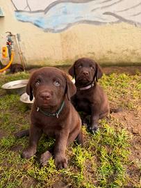 Labrador choccolate