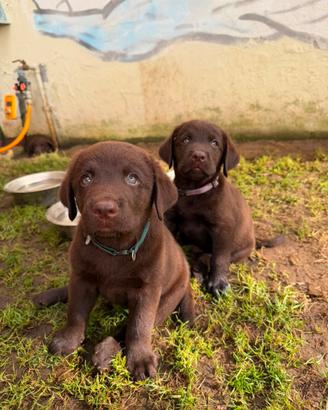 Labrador choccolate