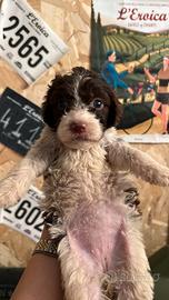 cuccioli incrocio Lagotto springer 