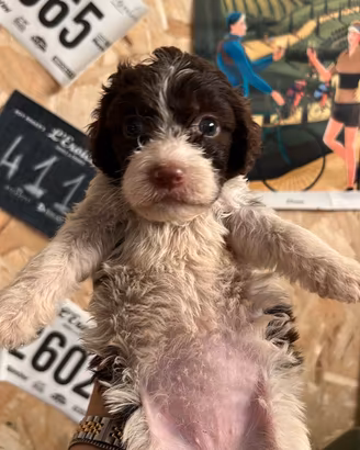 cuccioli incrocio Lagotto springer 