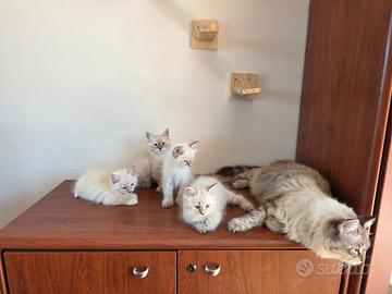 Cucciolo di gatto
