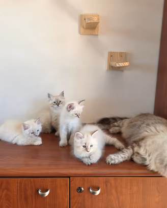 Cucciolo di gatto