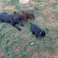 Cuccioli Labrador Retriever con pedigree