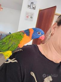 Lori Arcobaleno