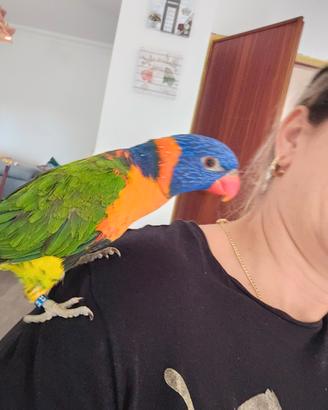 Lori Arcobaleno