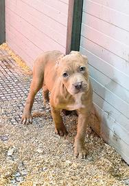 Femminuccia Silver Merle