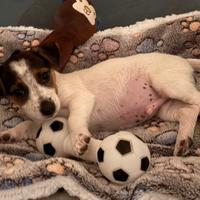 Cucciolo di jack russell