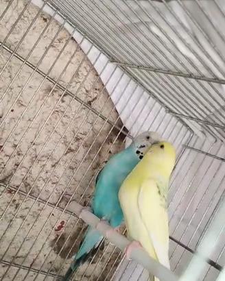 coppia riproduttiva di pappagalli