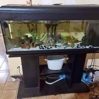Acquario