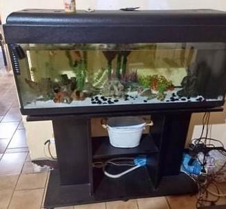 Acquario