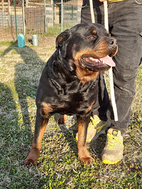 Rottweiler