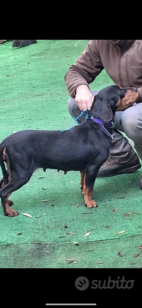 Kopov femmina pronta caccia al cinghiale - Animali In vendita a Vicenza