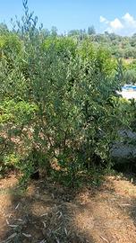ALBERI DI ULIVO UNO DI 8 ANNI E UNO DI 7 ANNI