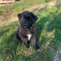 Cuccioli incrocio tra pastori