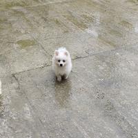 2 Cuccioli di volpino 3 mesi