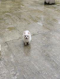 2 Cuccioli di volpino 3 mesi