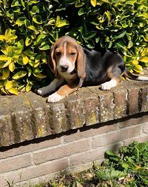 Beagle cuccioli pronta consegna