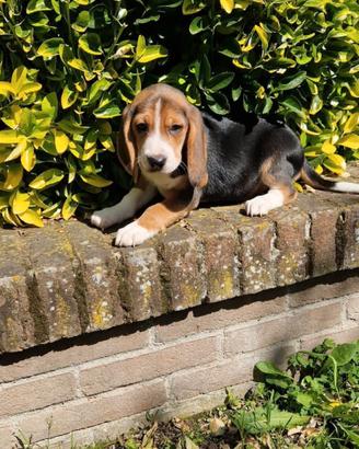 Beagle cuccioli pronta consegna