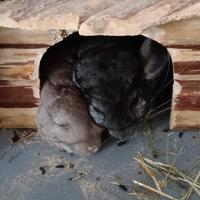 Coppia di cincillà maschi