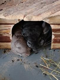 Coppia di cincillà maschi