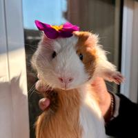 Coppia porcellini d'india a pelo lungo + gabbia