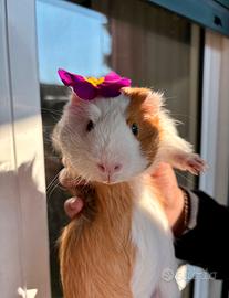 Coppia porcellini d'india a pelo lungo + gabbia