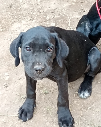 Cuccioli cane corso