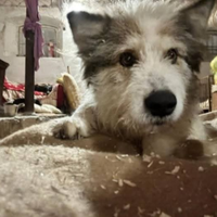 Milú dolcissima, Ama essere coccolata. Aspetta TE