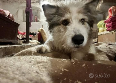 Milú dolcissima, Ama essere coccolata. Aspetta TE