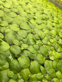 Frogbit amazzonica limnobiu galleggiante + omaggio
