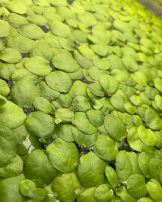 Frogbit amazzonica limnobiu galleggiante + omaggio