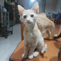 Gattini