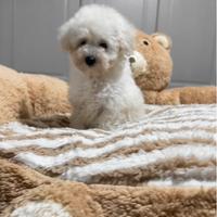 Barboncina Bianca con pedigree Enci