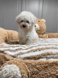 Barboncina Bianca con pedigree Enci