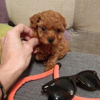 Cucciola Barboncino Mini Toy