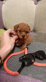 Cucciola Barboncino Mini Toy