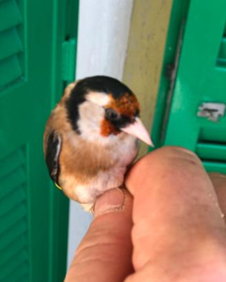 Cardellina