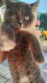 British shorthar blu femmina